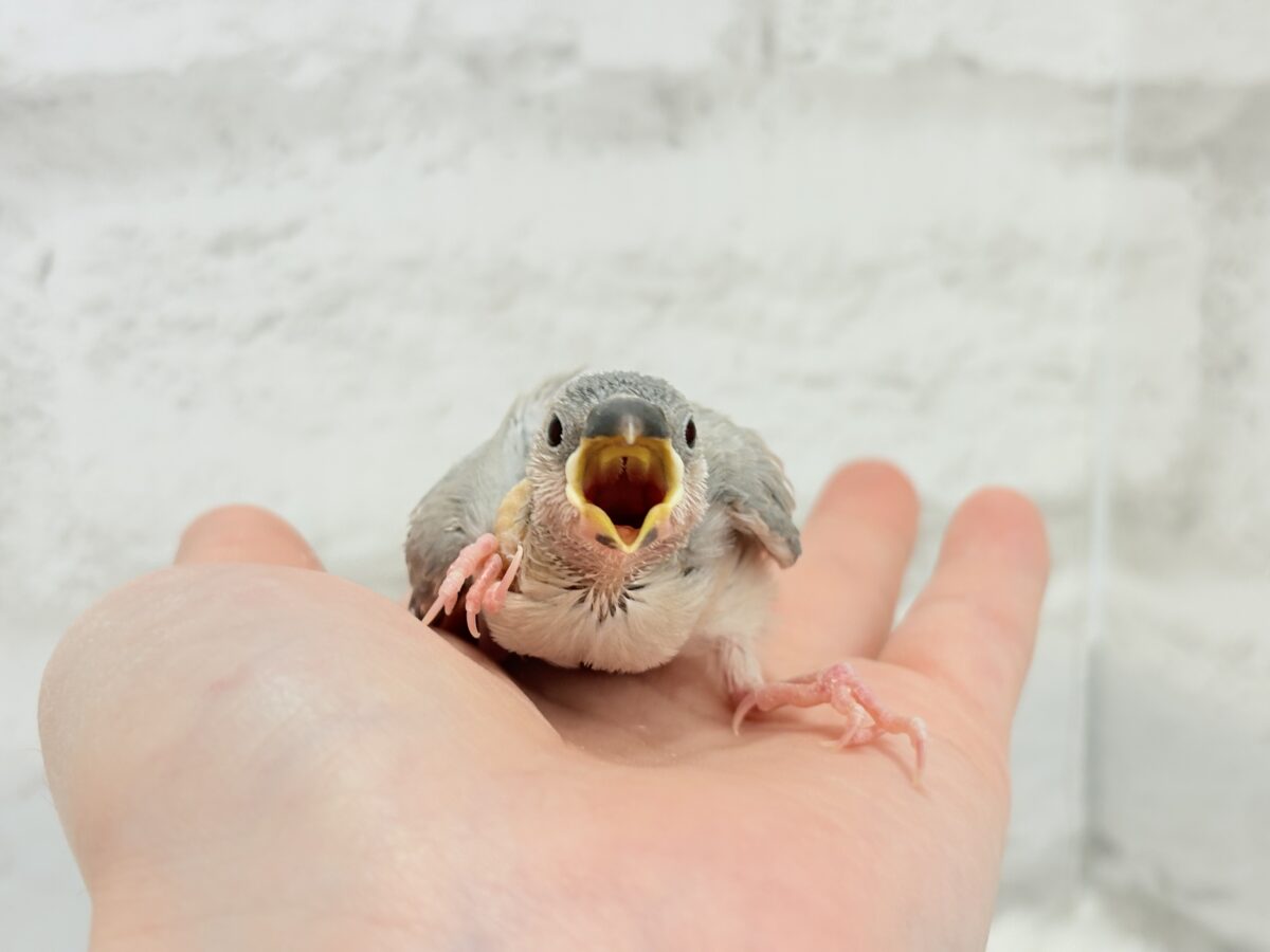 パステル文鳥