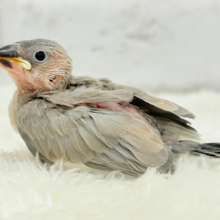 淡いカラーの魅力たっぷり🐥🫧パステル文鳥 ヒナ