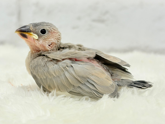 淡いカラーの魅力たっぷり🐥🫧パステル文鳥 ヒナ 淡いカラーの魅力たっぷり🐥🫧パステル文鳥 ヒナ