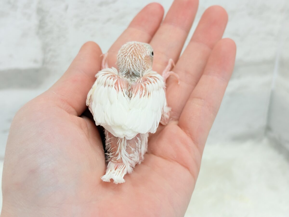 白文鳥