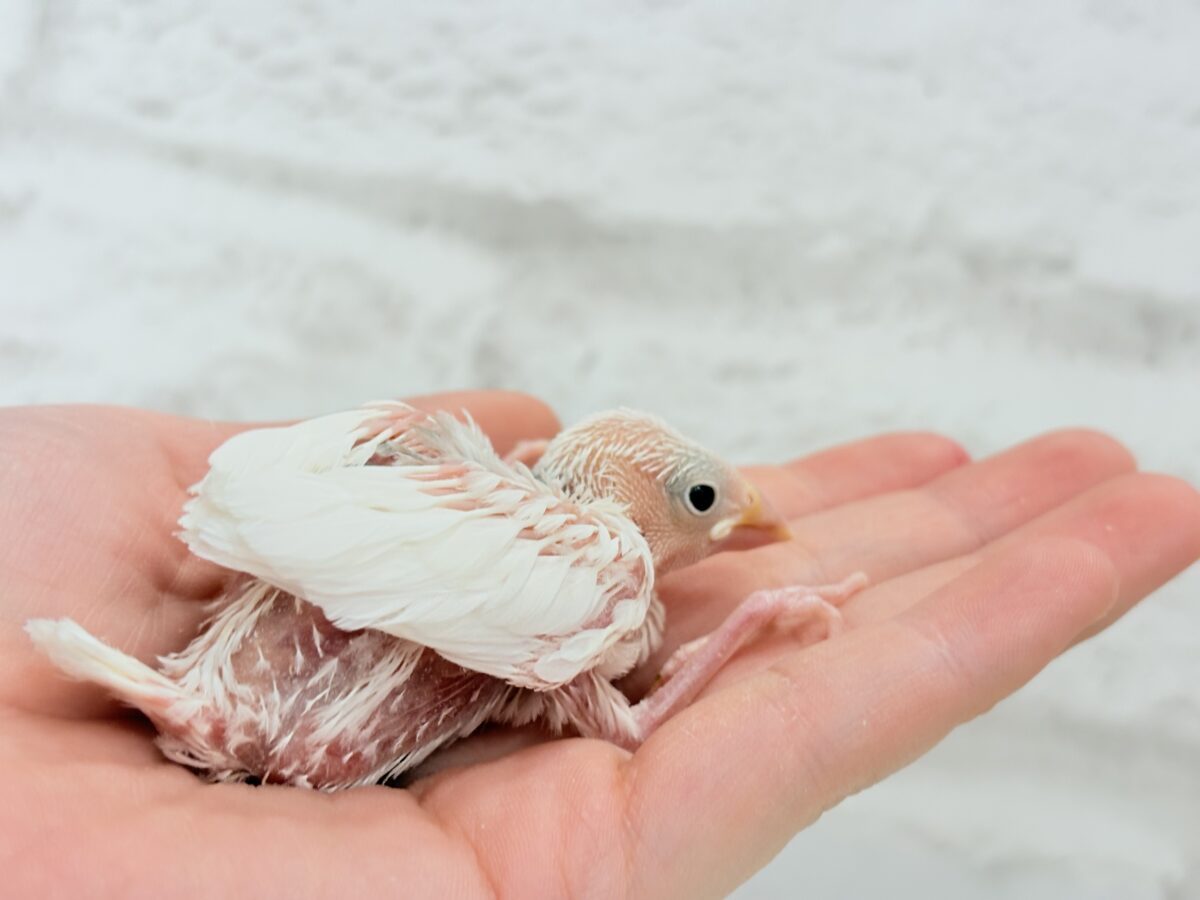 白文鳥