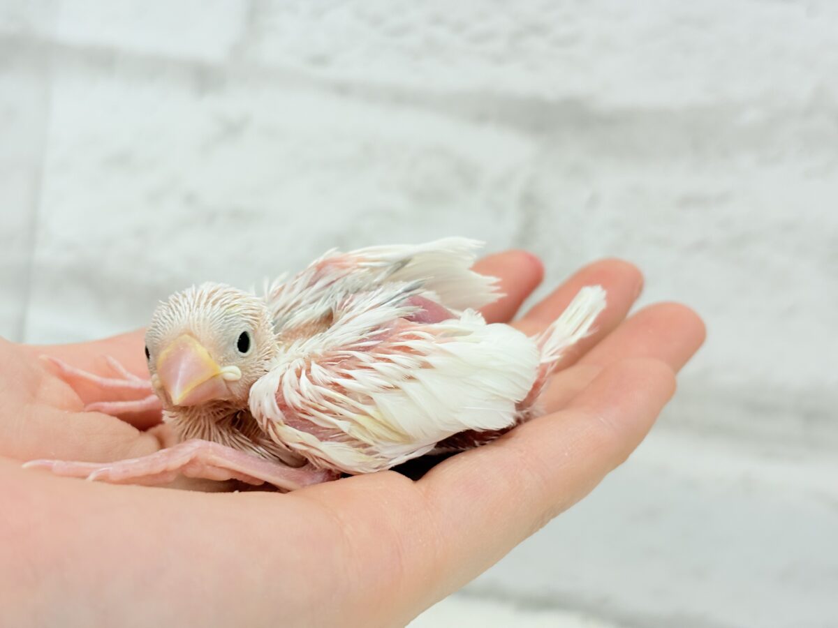白文鳥