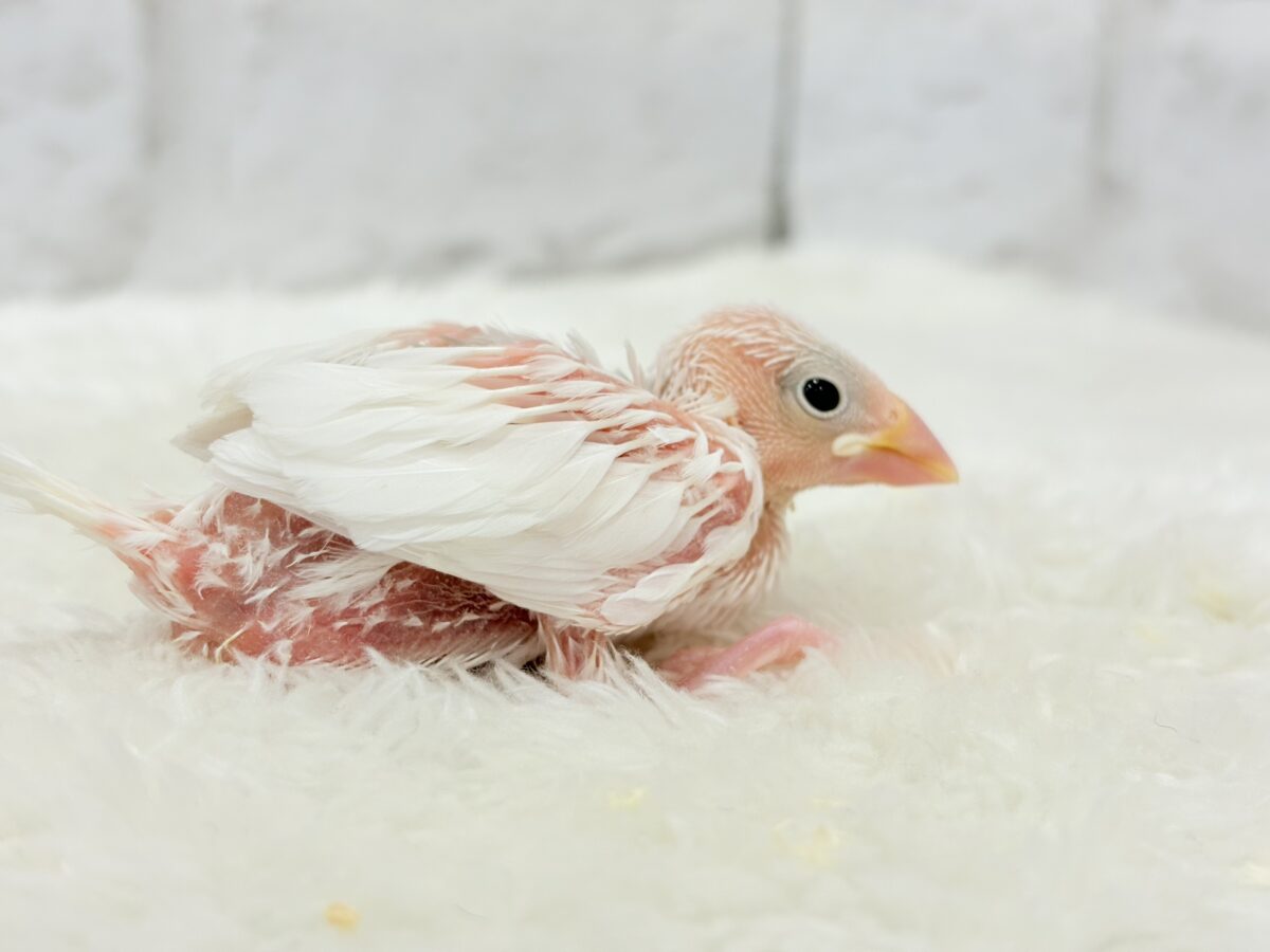 白文鳥
