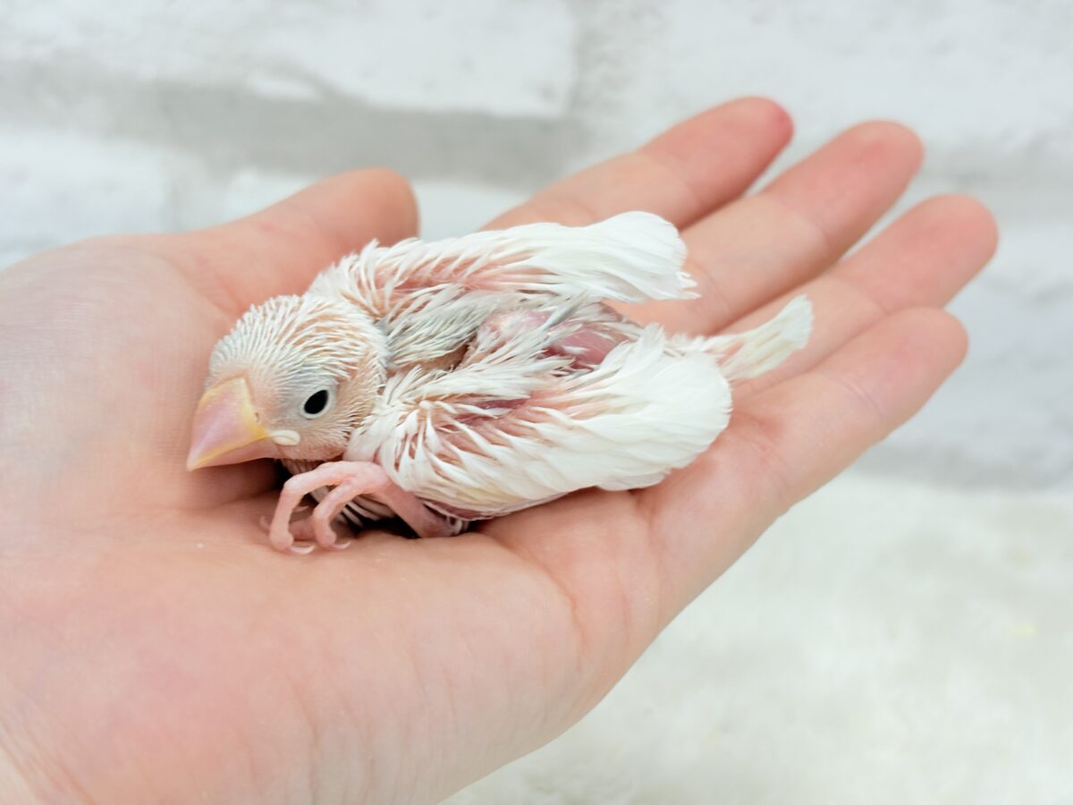 白文鳥