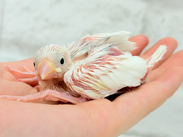 真っ白ホワイト大福ちゃん🐣🍡白文鳥 ヒナ