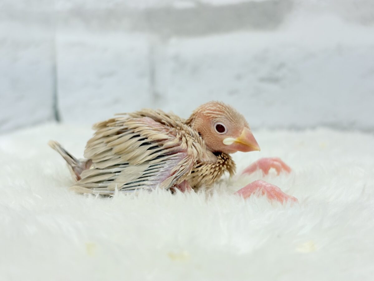 シナモン文鳥