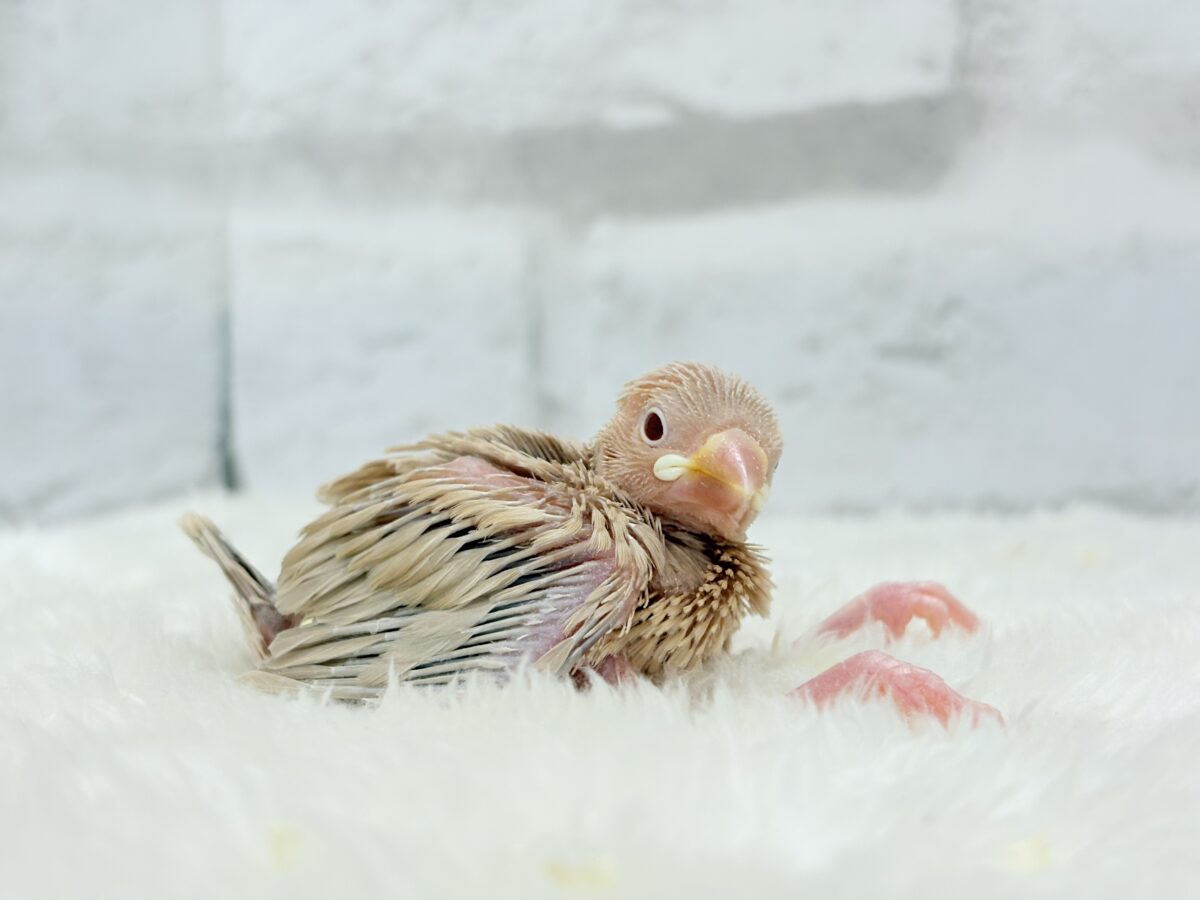 シナモン文鳥