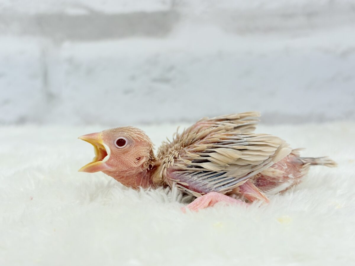 シナモン文鳥