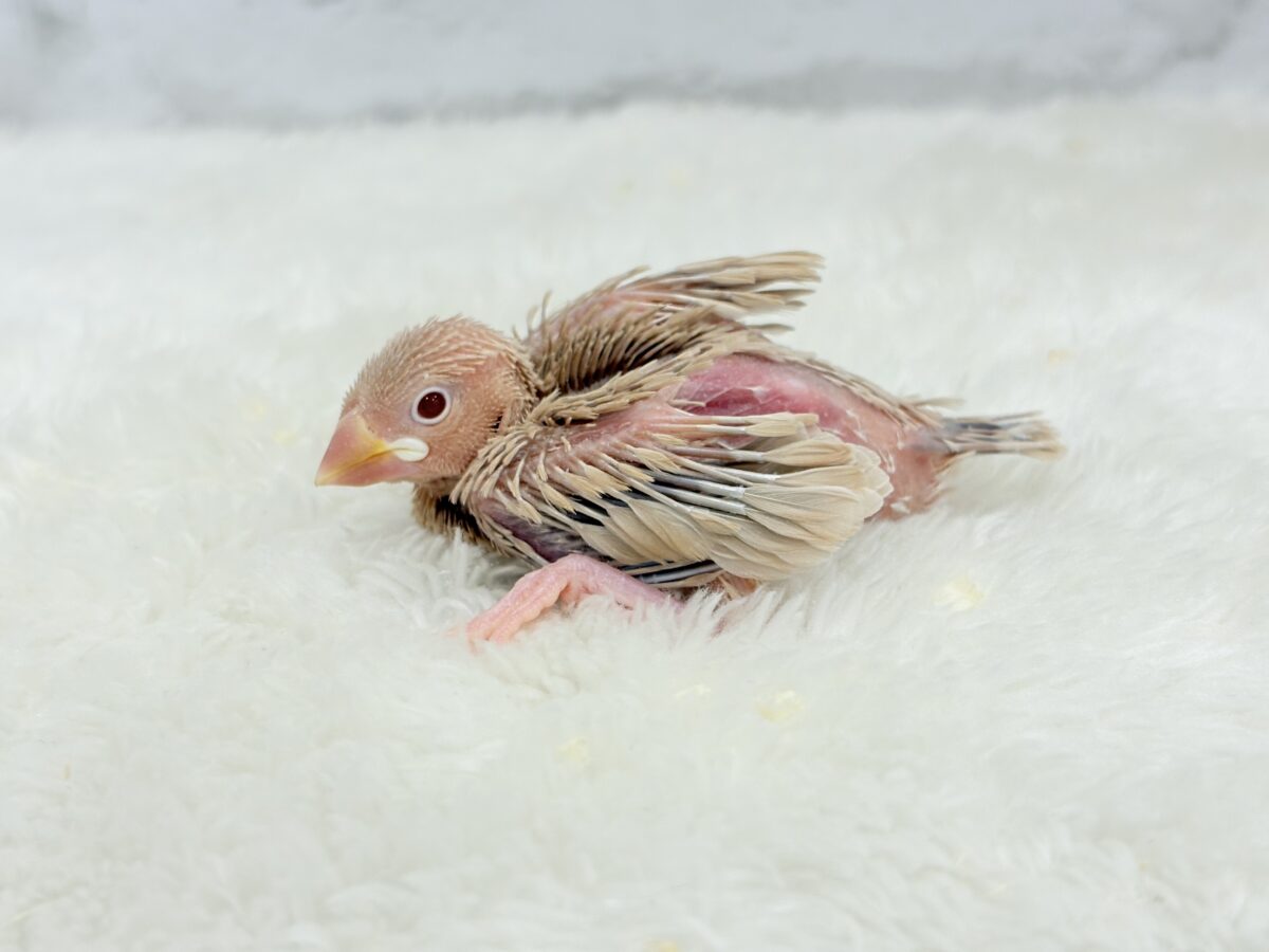 シナモン文鳥
