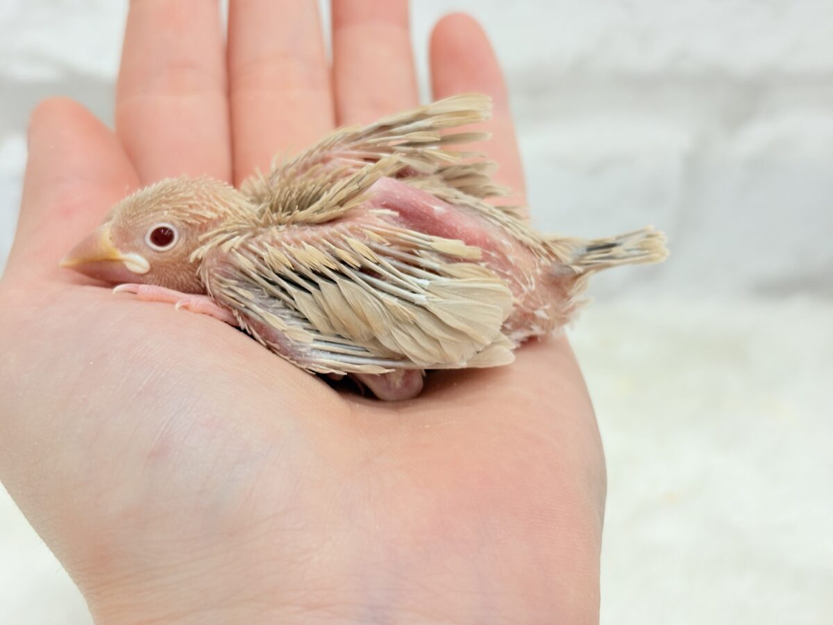 シナモン文鳥