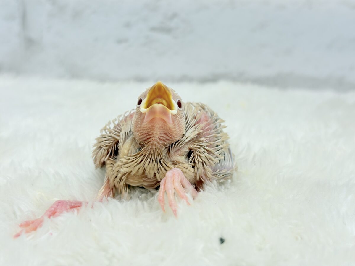シナモン文鳥
