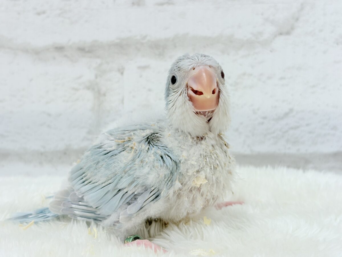 【最新画像更新🪄】ラムネみたいな淡いブルー🐣🩵🫧オキナインコ(ブルーパリドイノ) ヒナ オキナインコ