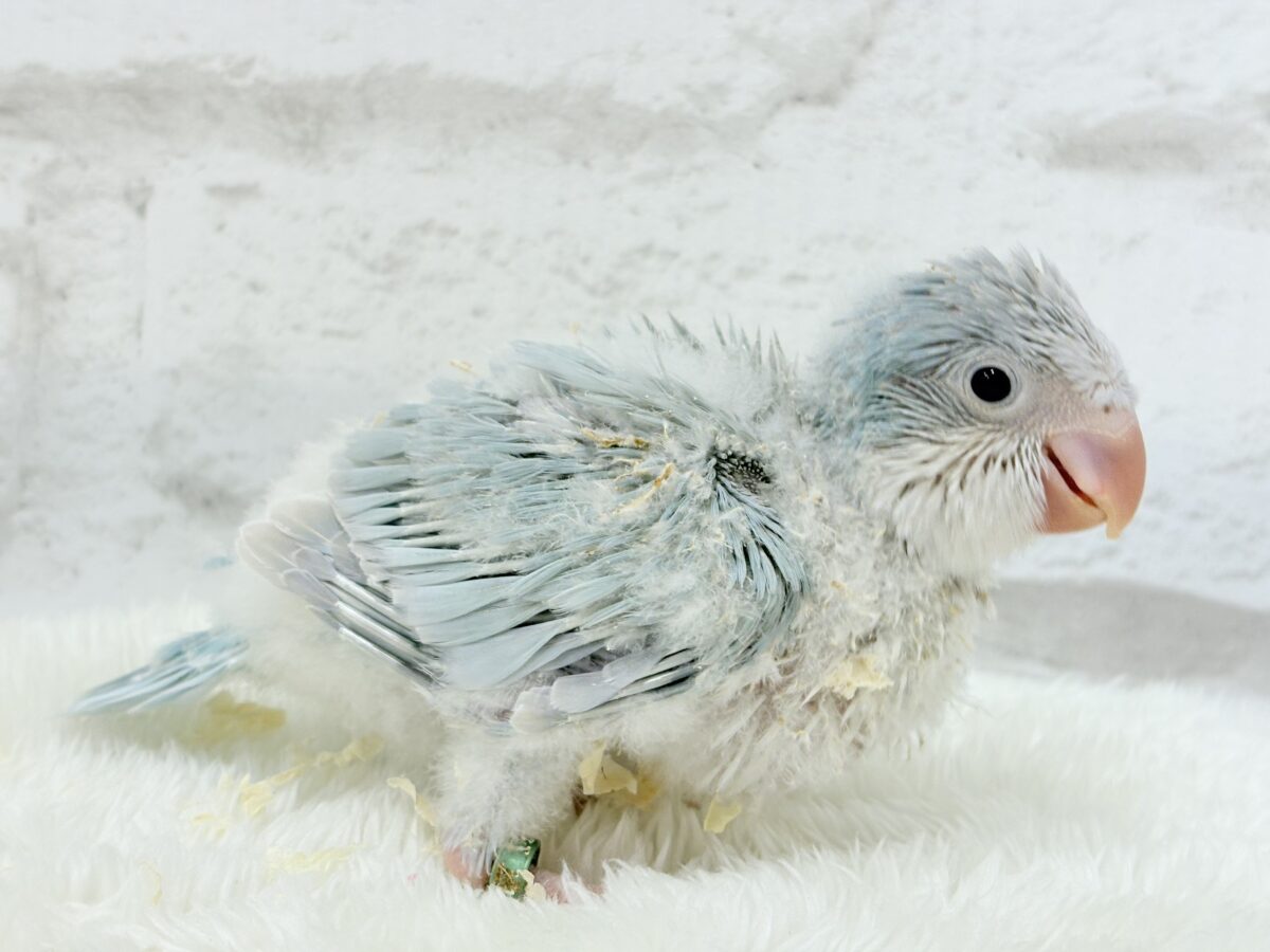 【最新画像更新🪄】ラムネみたいな淡いブルー🐣🩵🫧オキナインコ(ブルーパリドイノ) ヒナ オキナインコ