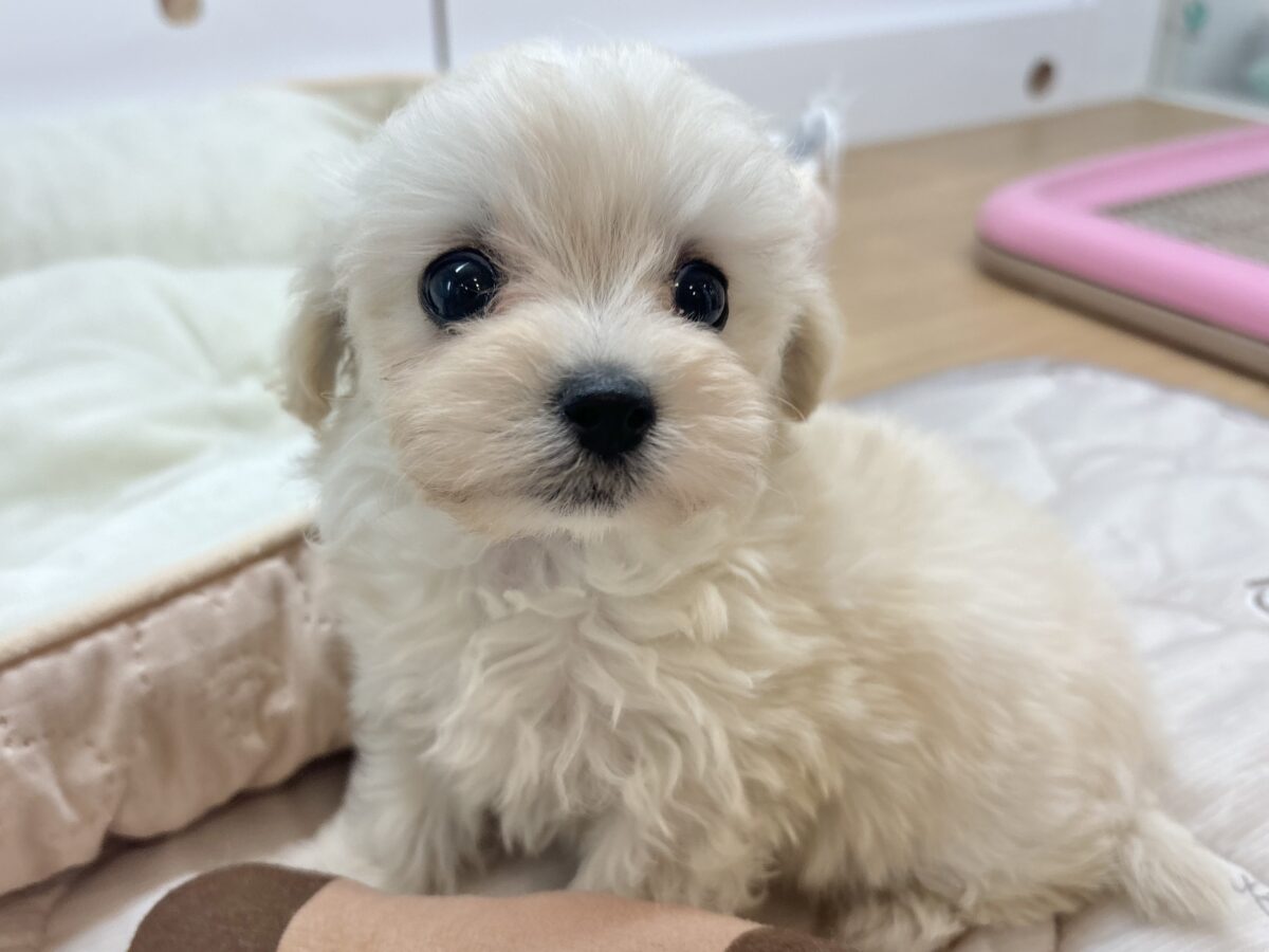 マルプー