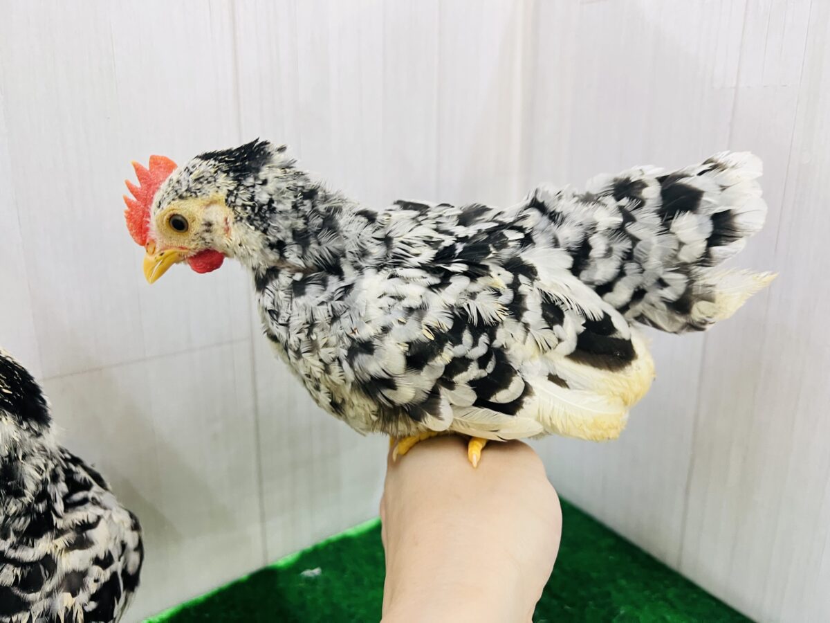 碁石チャボ（ゴイシチャボ）
