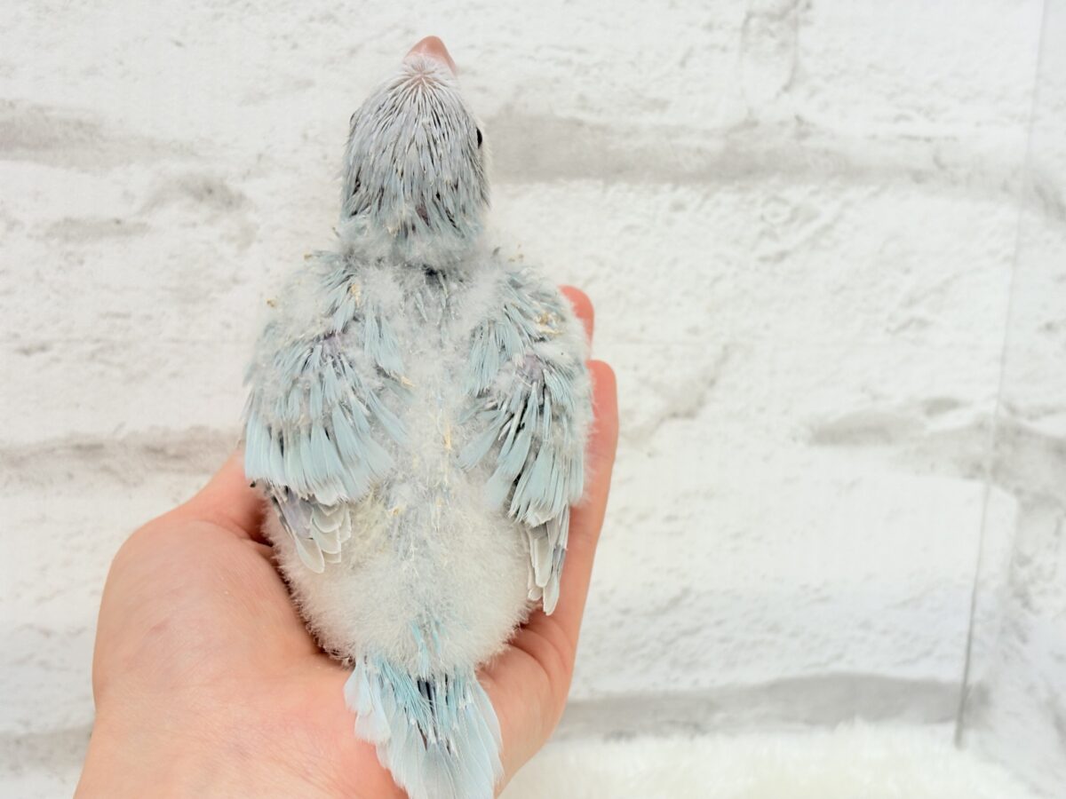 オキナインコ