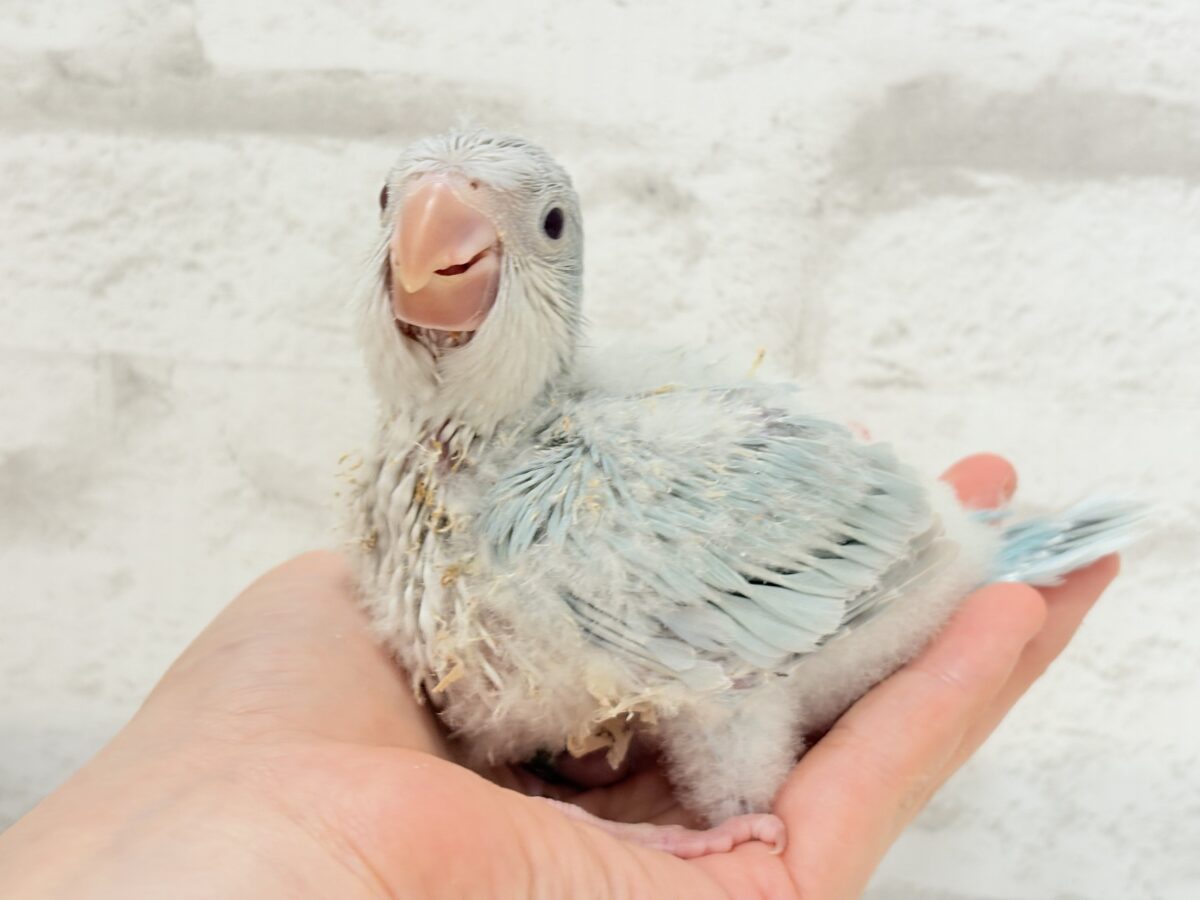 オキナインコ