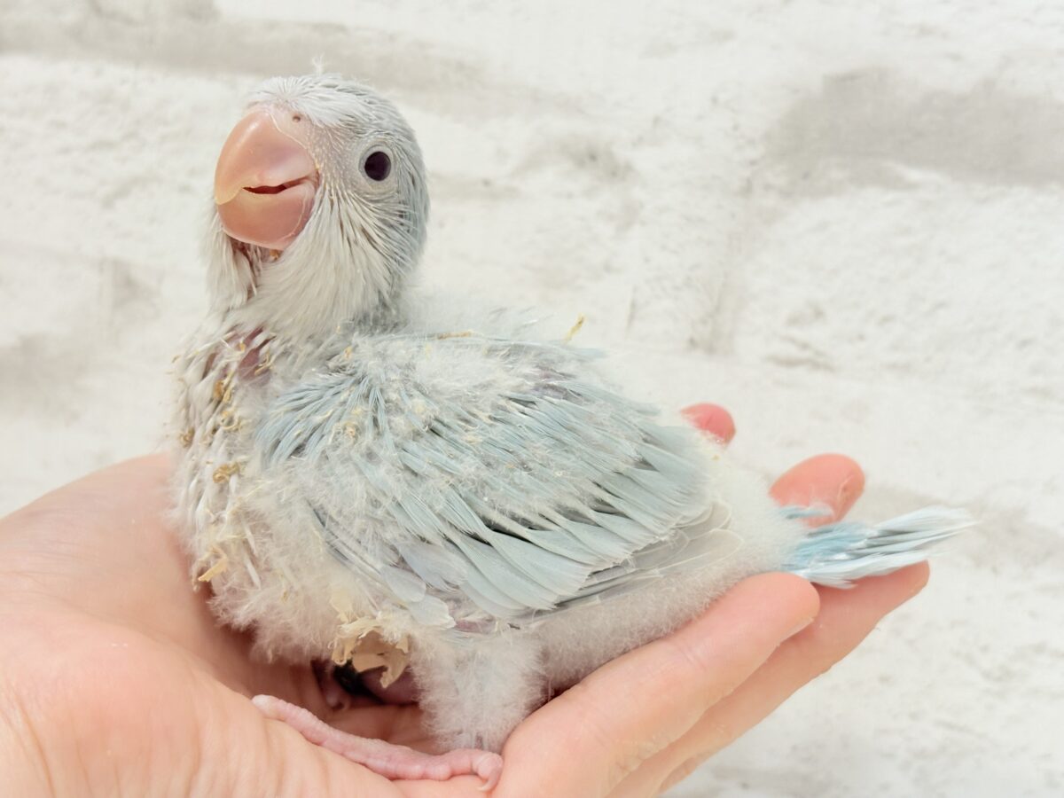 オキナインコ