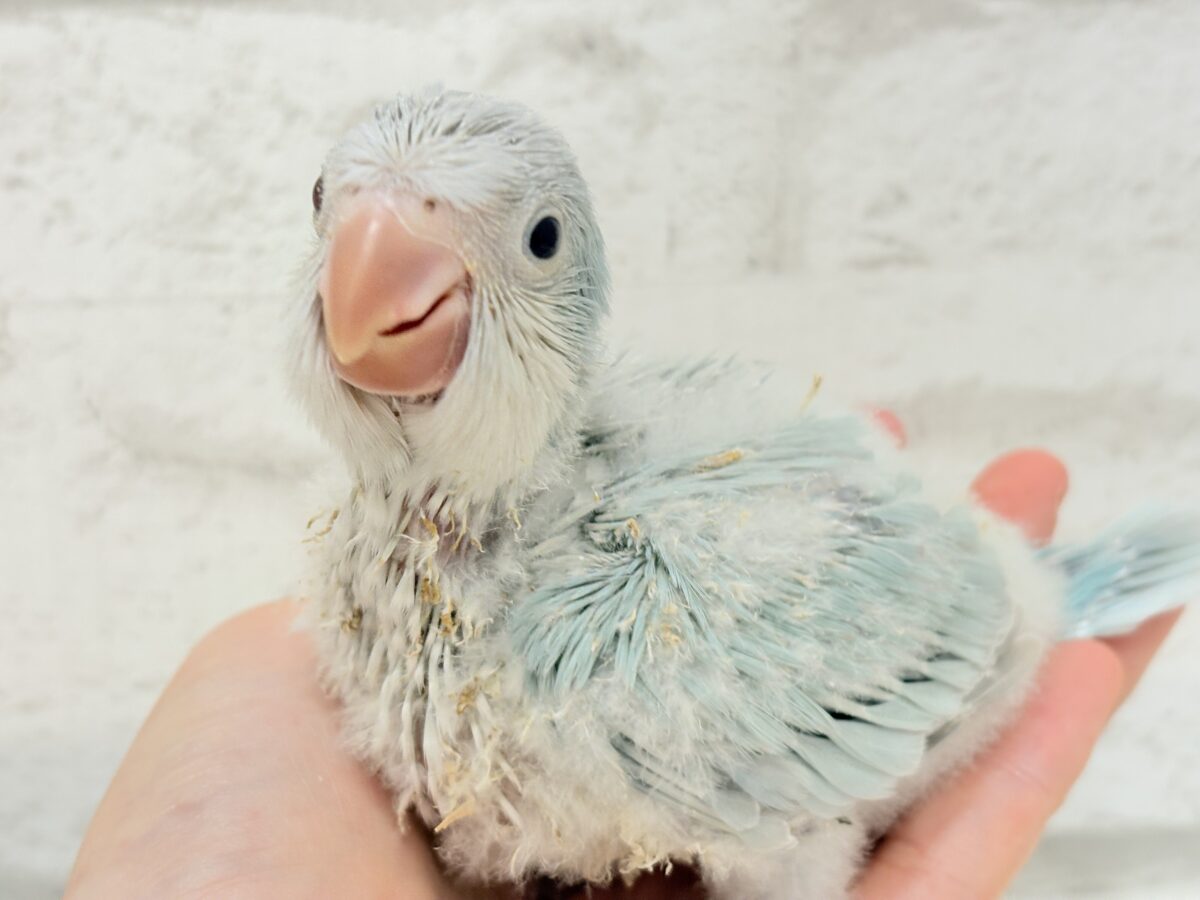 オキナインコ