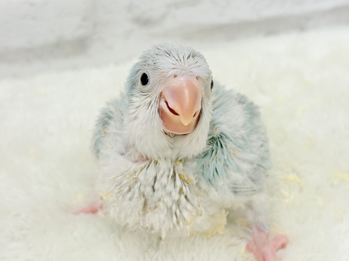 オキナインコ