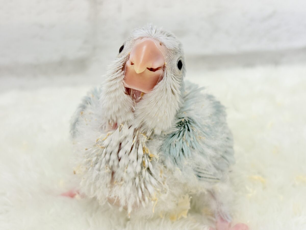 【最新画像更新🪄】ラムネみたいな淡いブルー🐣🩵🫧オキナインコ(ブルーパリドイノ) ヒナ オキナインコ
