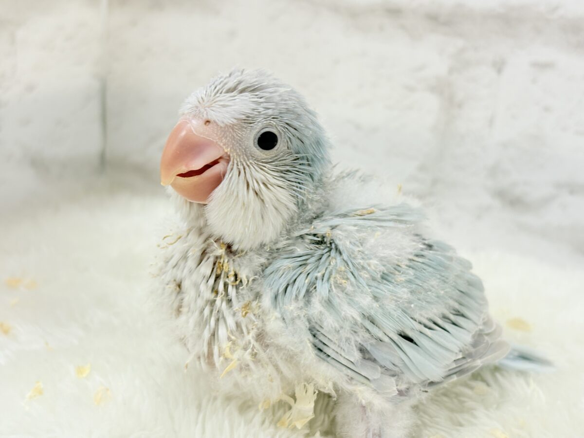 オキナインコ