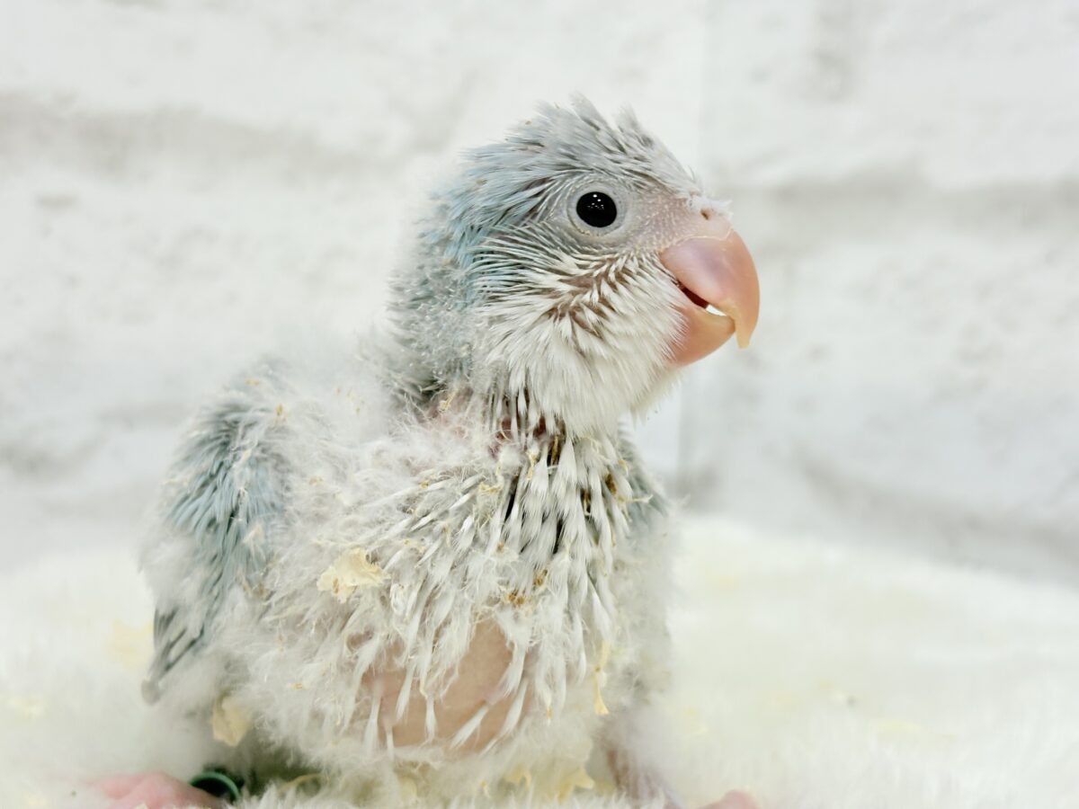 【最新画像更新🪄】ラムネみたいな淡いブルー🐣🩵🫧オキナインコ(ブルーパリドイノ) ヒナ オキナインコ