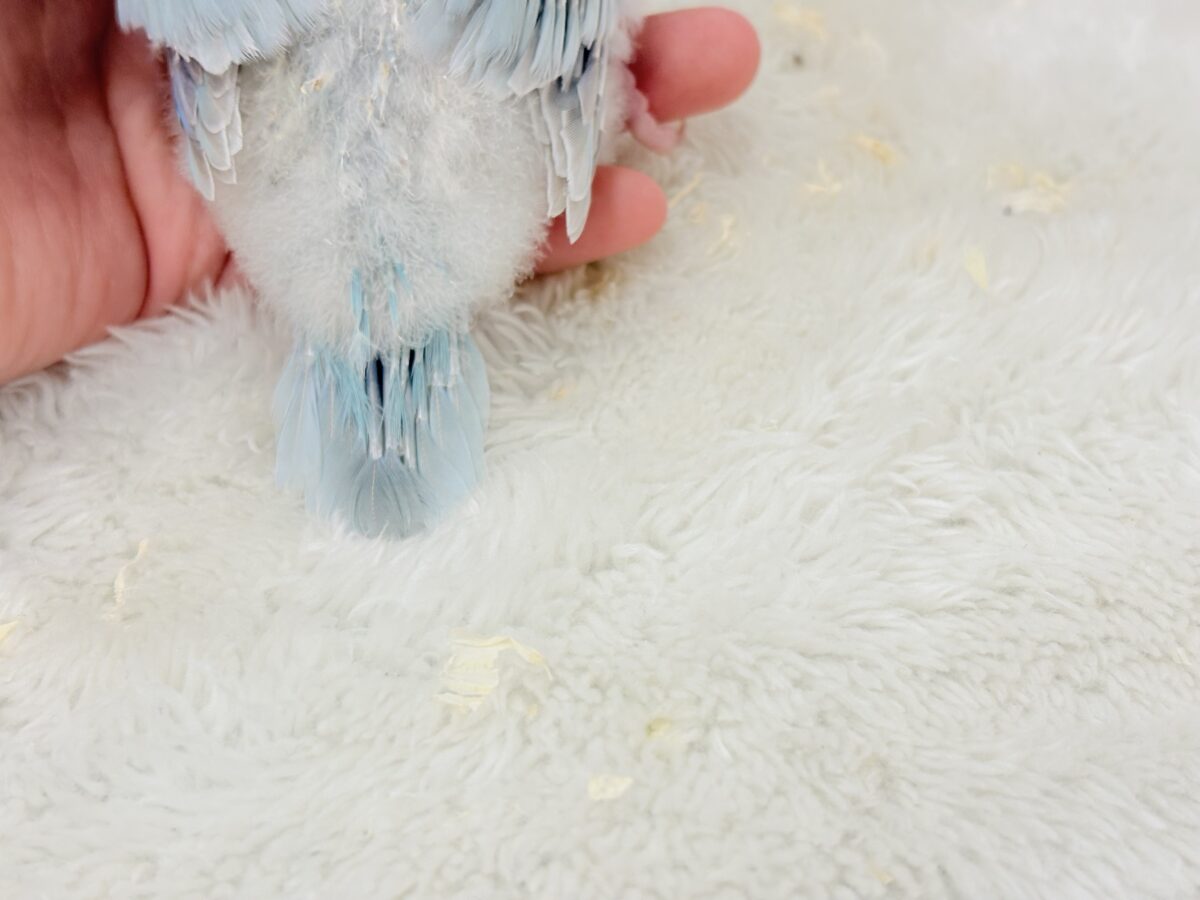 オキナインコ