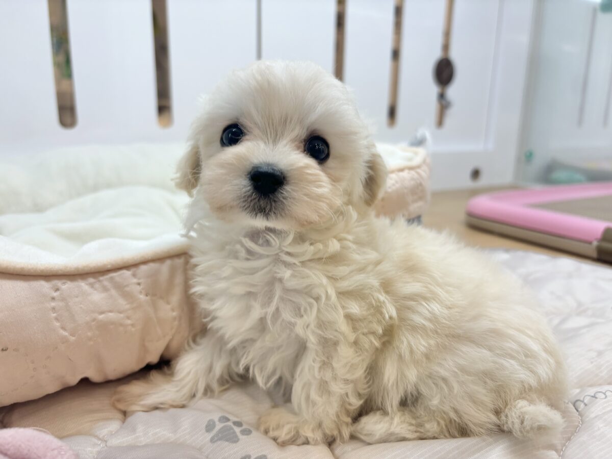 マルプー