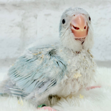 ラムネみたいな淡いブルー🐣🩵🫧オキナインコ(ブルーパリドイノ) ヒナ
