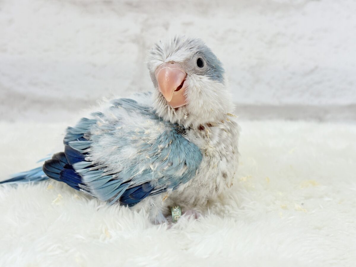 オキナインコ