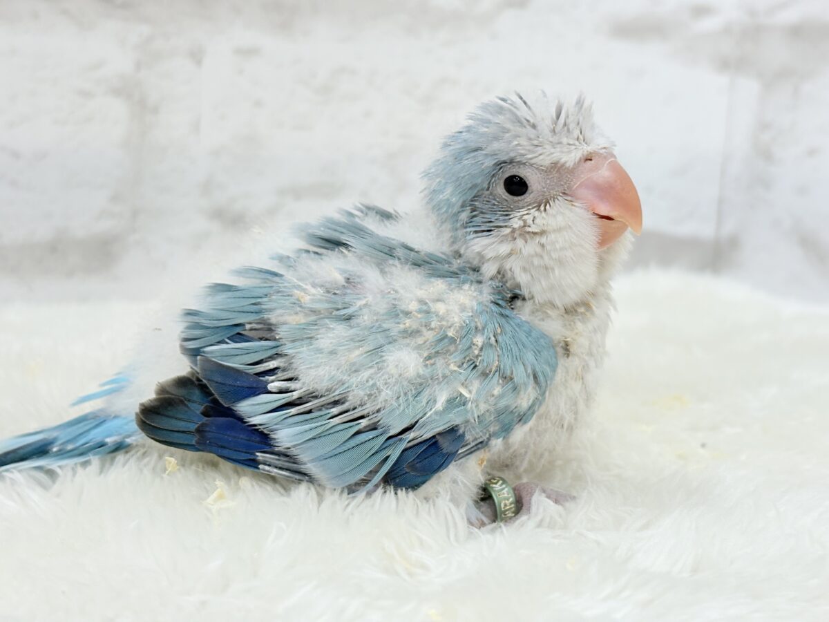 オキナインコ