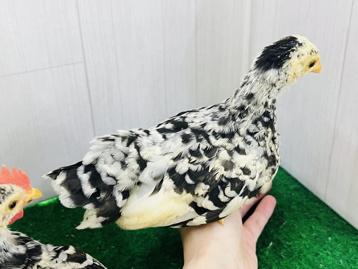 碁石チャボ（ゴイシチャボ）