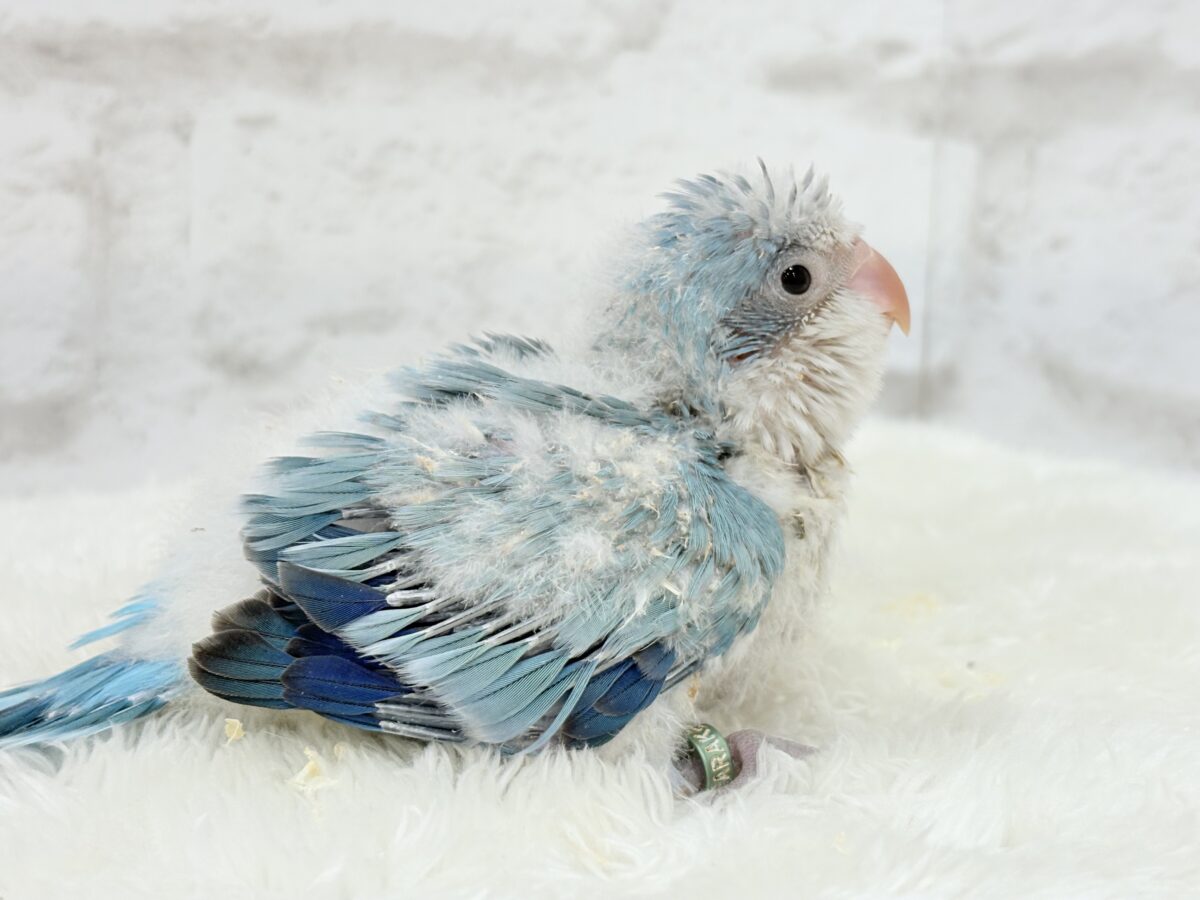 オキナインコ