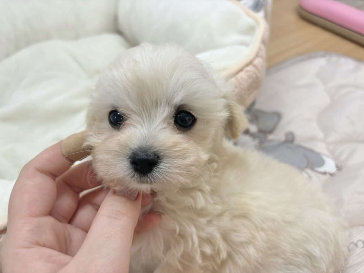 マルプー