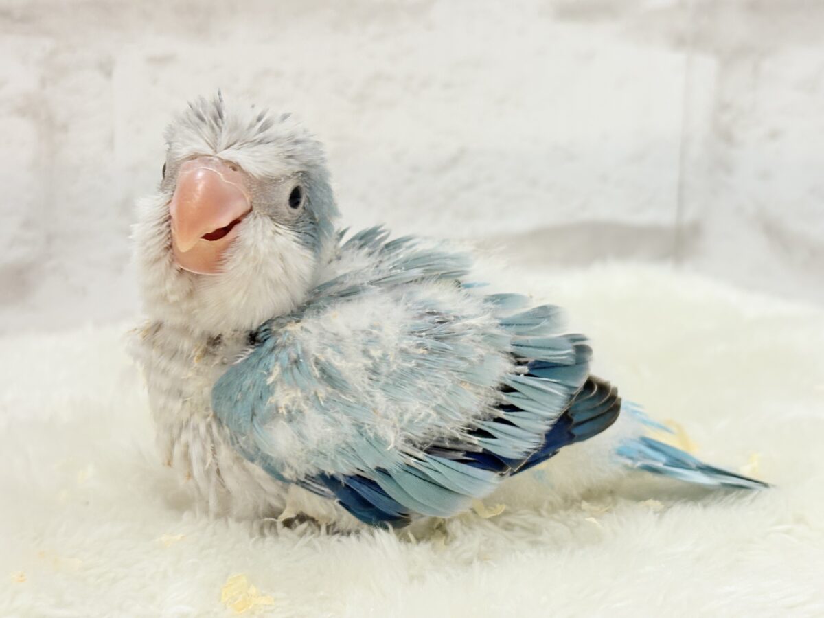 オキナインコ