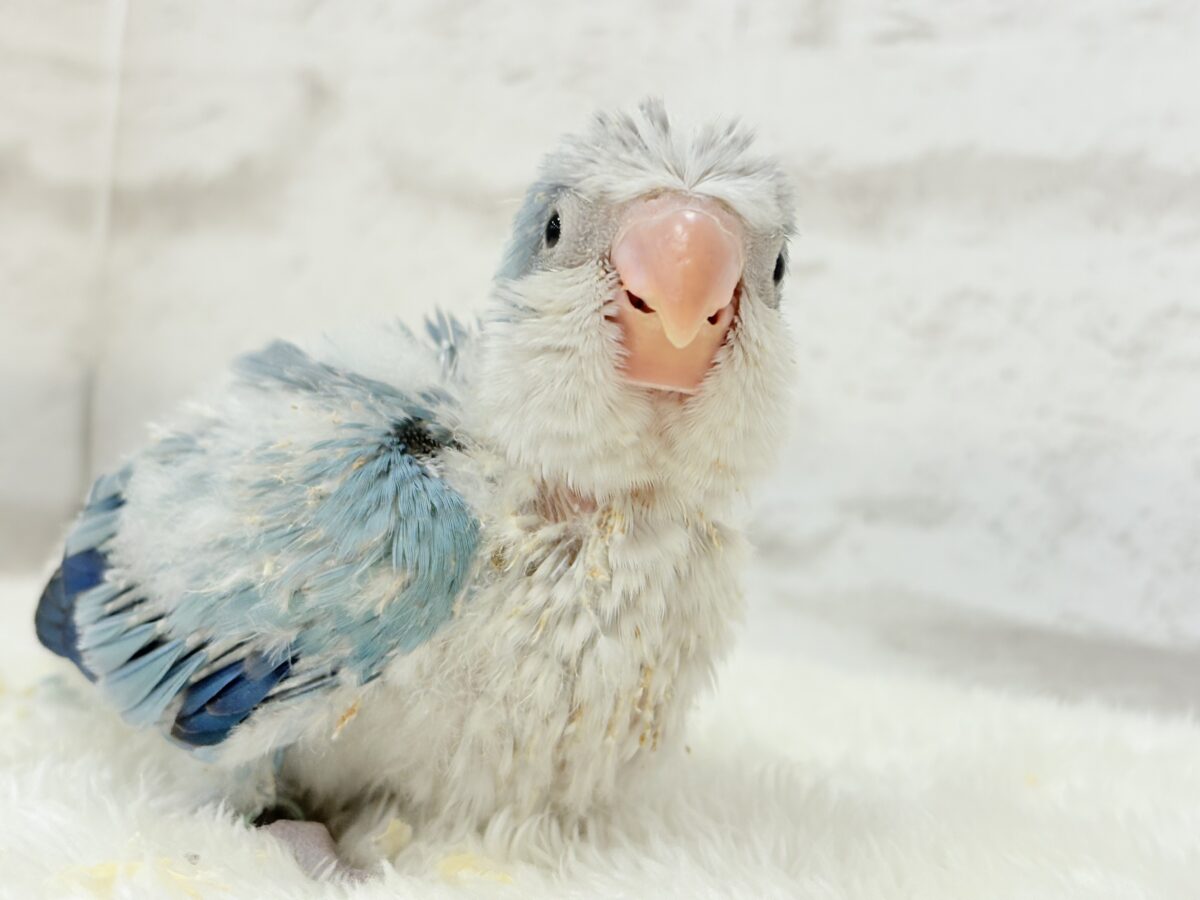 オキナインコ