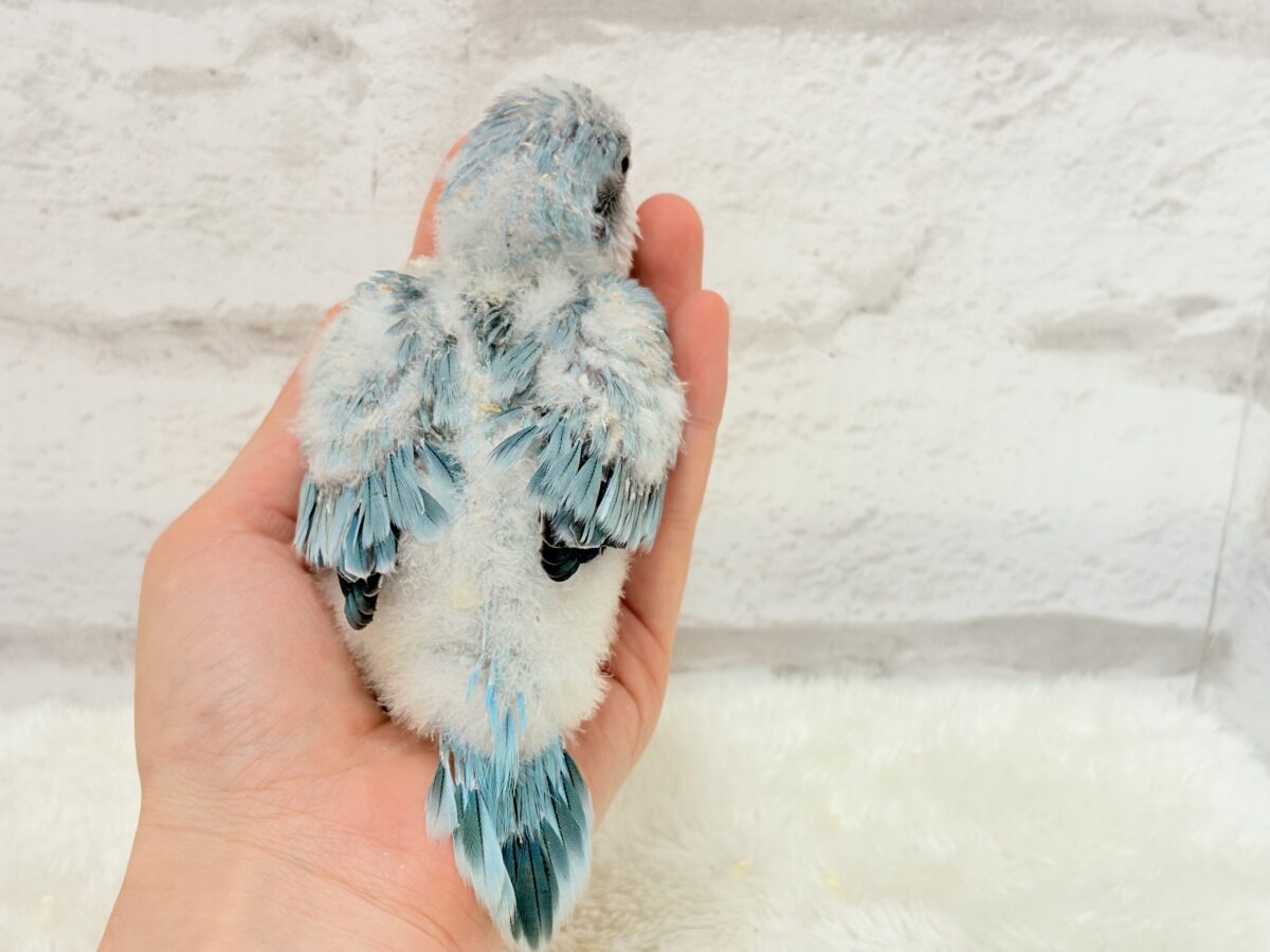 オキナインコ
