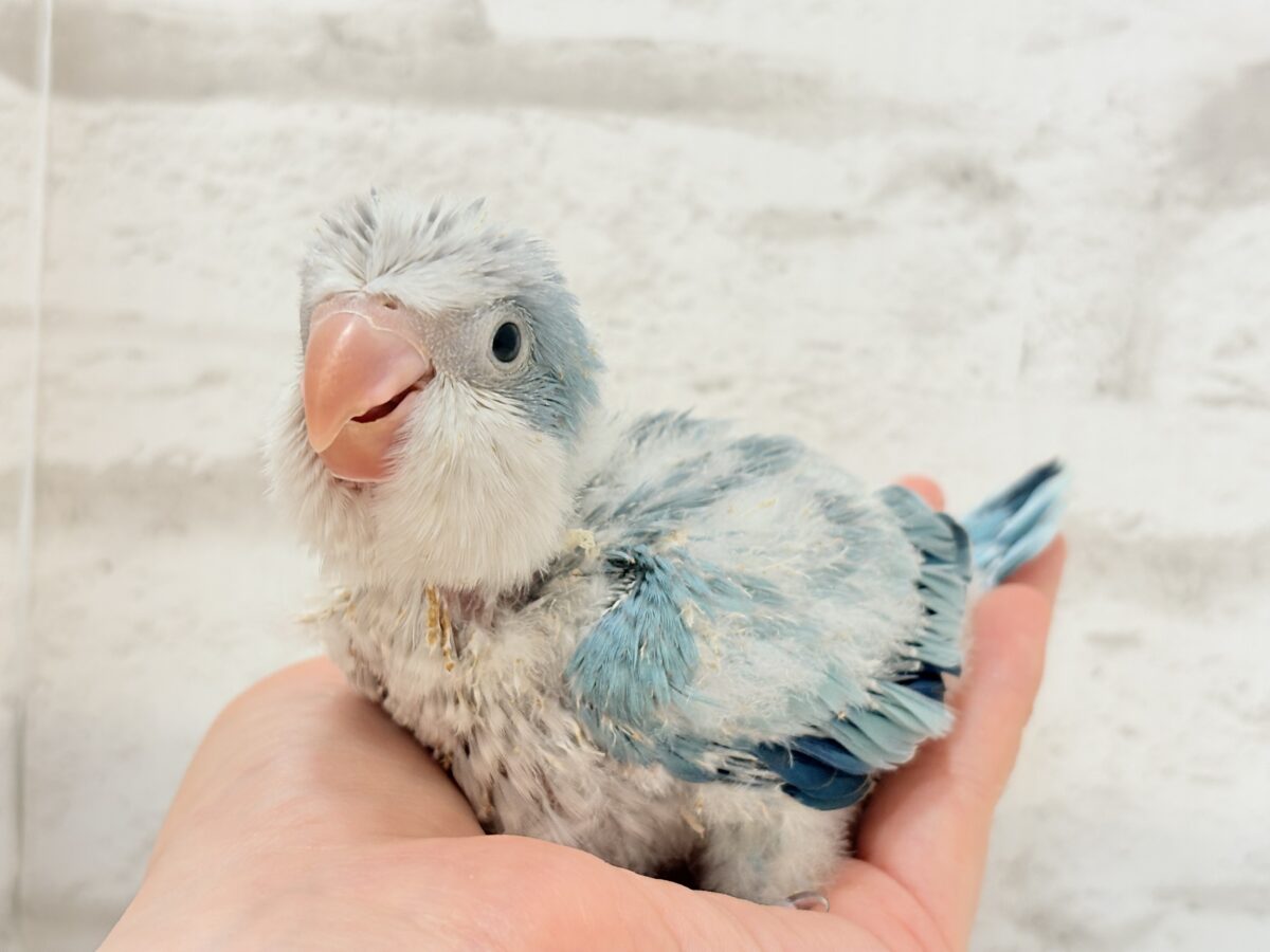 オキナインコ