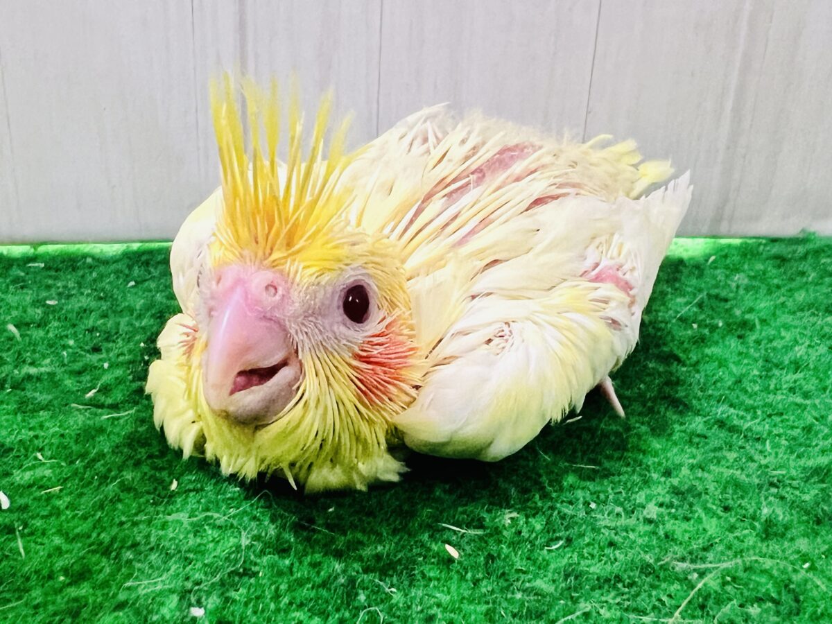 ドキドキ💓黄色の水玉模様だよ💛オカメインコのルチノーパール👑🫧 オカメインコ