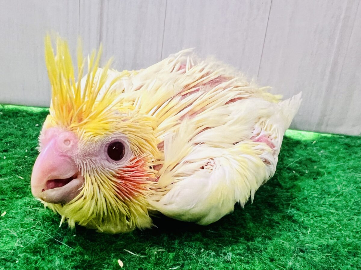 オカメインコ