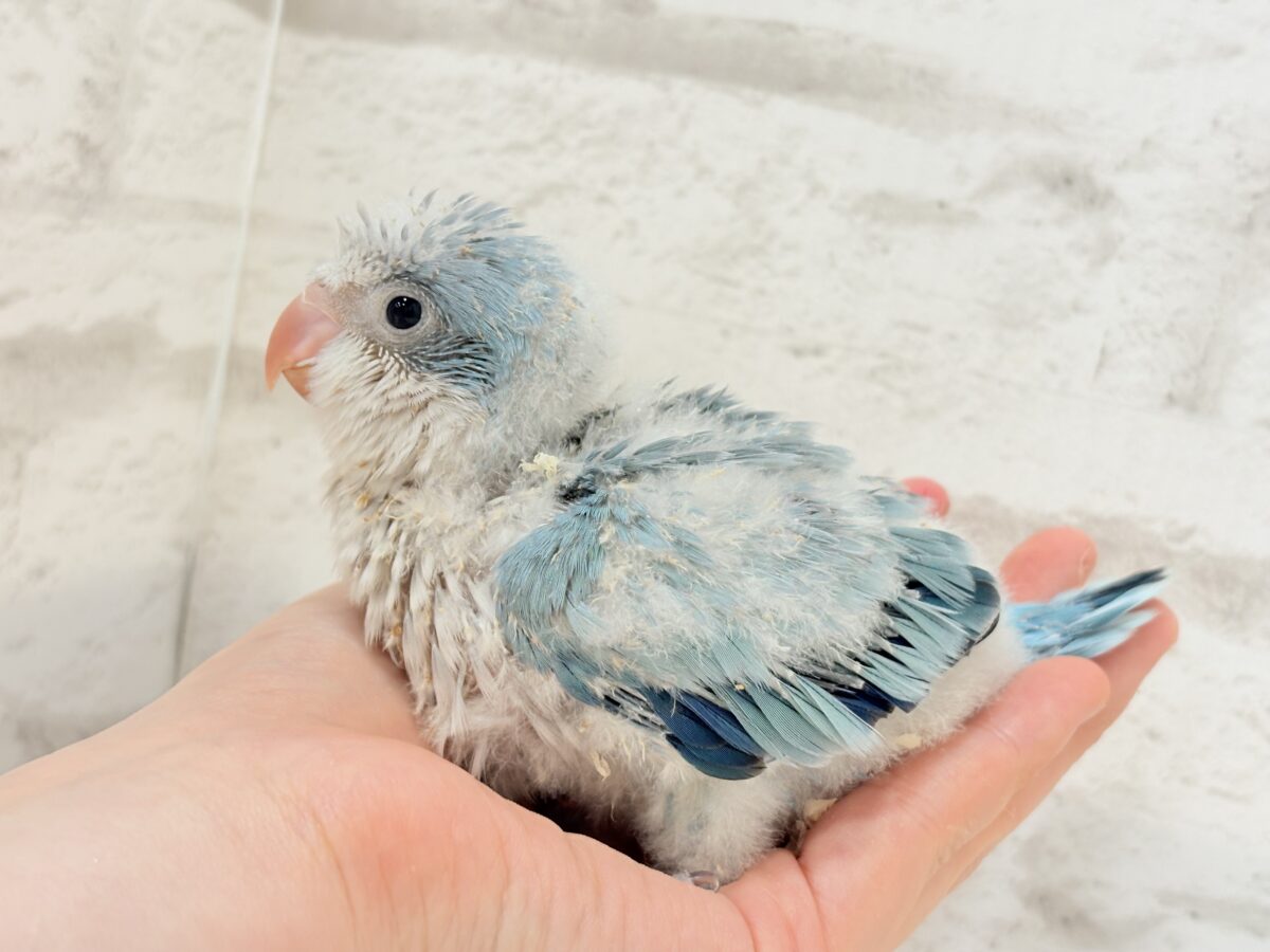 オキナインコ