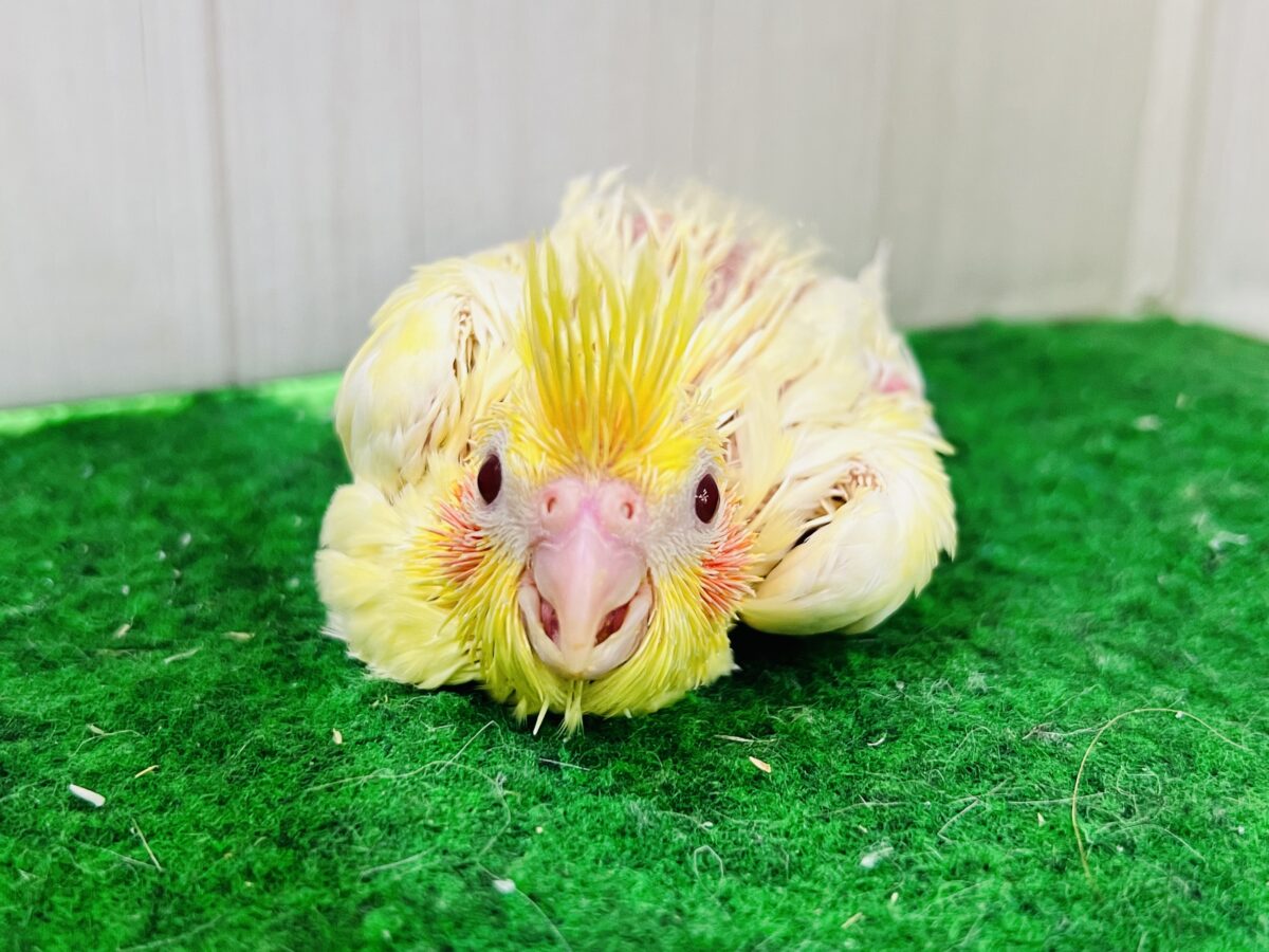 ドキドキ💓黄色の水玉模様だよ💛オカメインコのルチノーパール👑🫧 オカメインコ