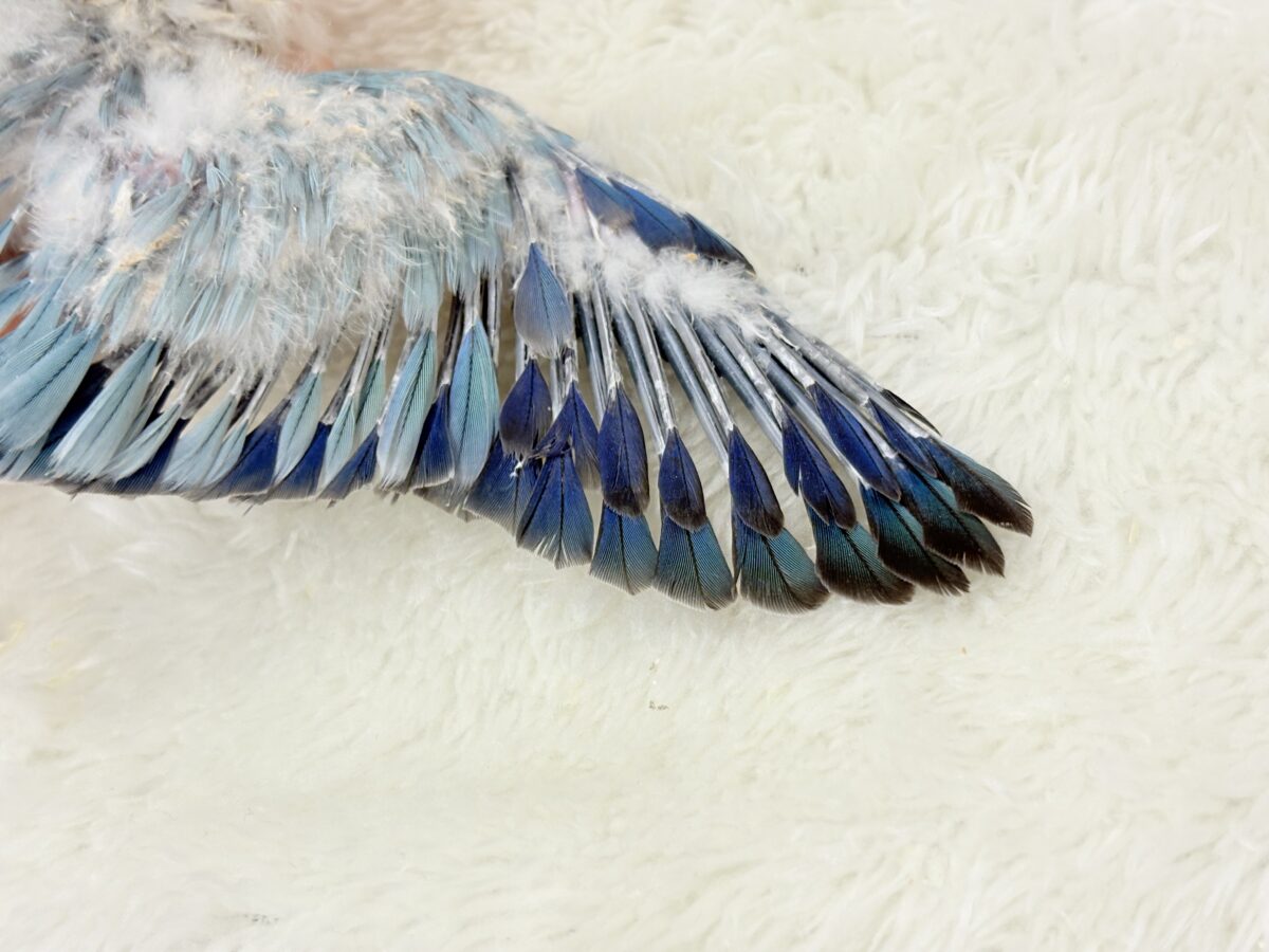 オキナインコ
