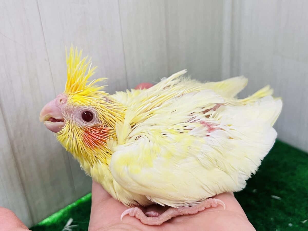 オカメインコ