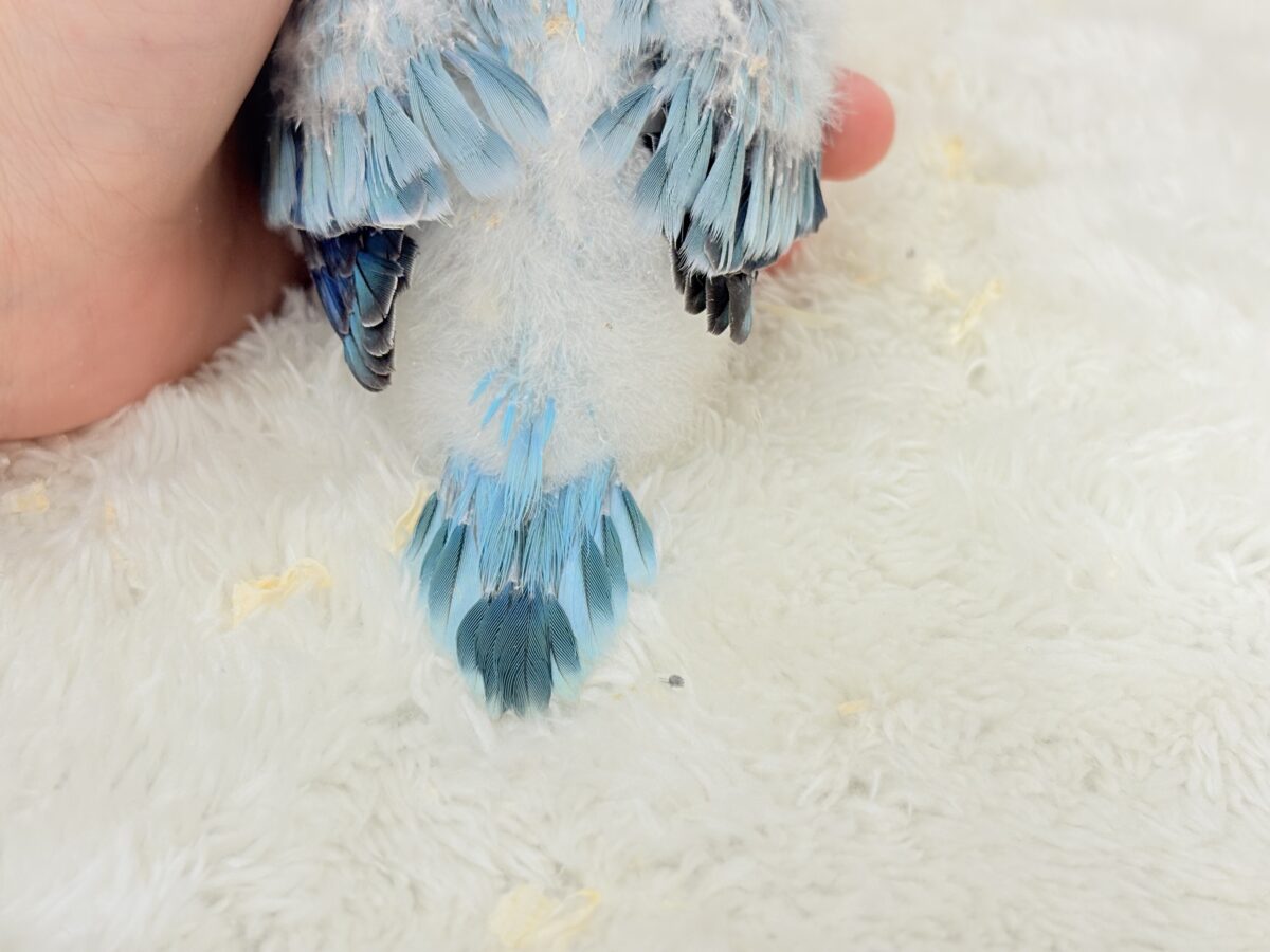 オキナインコ