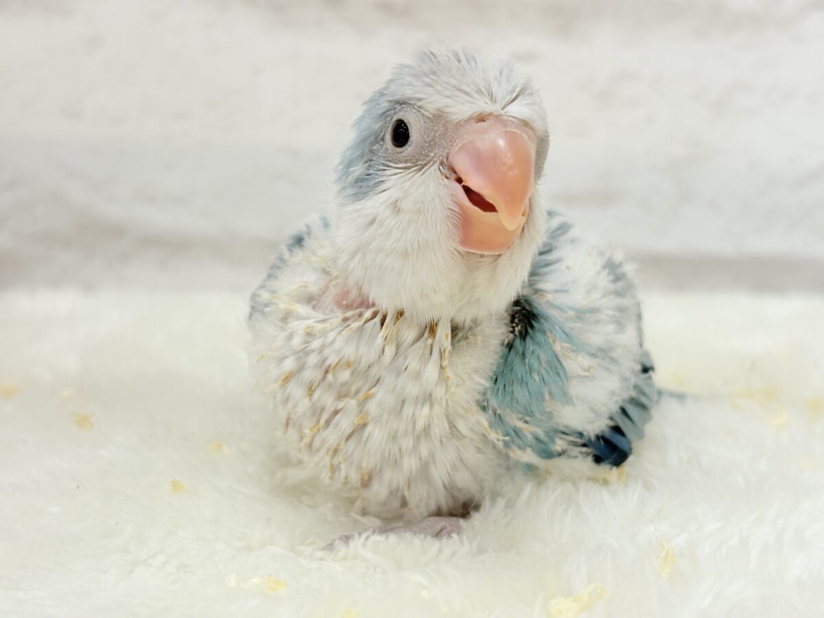オキナインコ