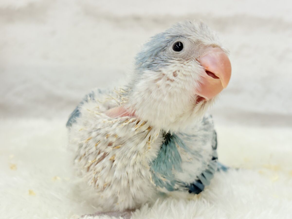 オキナインコ