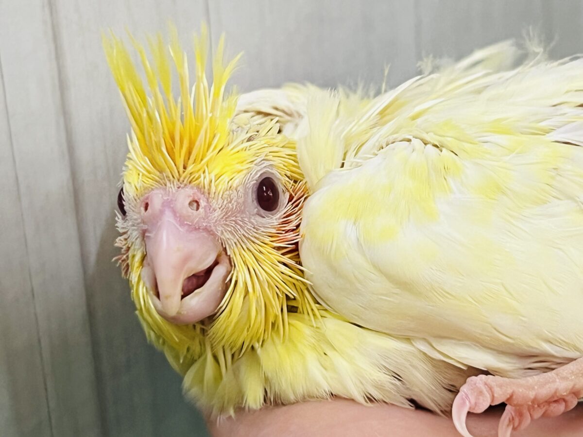 オカメインコ