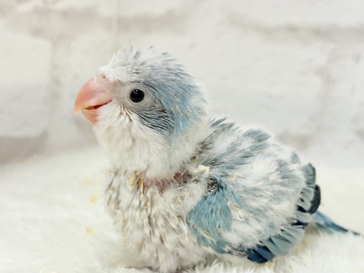 オキナインコ